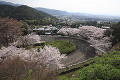 嵐山高雄パークウェイの桜と街並み