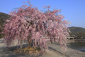 嵐山中ノ島公園の枝垂桜