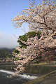 嵐山  桜と桂川