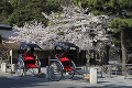 嵐山  桜と人力車