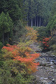 清滝川と紅葉