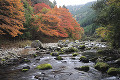 清滝川と紅葉