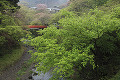 清滝川  指月橋と新緑