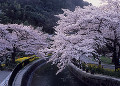 山科疎水と桜