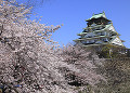 大阪城と桜