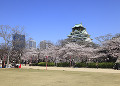 大阪城と桜