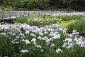 山田池公園花しょうぶ園のハナショウブ