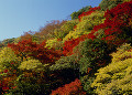 明治の森箕面国定公園の紅葉