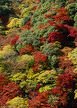 明治の森箕面国定公園の紅葉