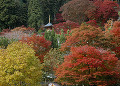 勝尾寺の紅葉と多宝塔