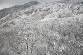 金剛山の霧氷