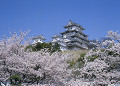 姫路城と桜