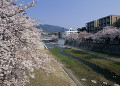芦屋川と桜
