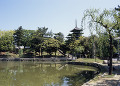 奈良公園 猿沢池