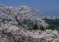 奈良公園の桜