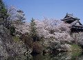 桜　郡山城跡