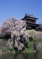 桜　郡山城跡