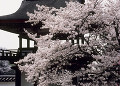 桜　長岳寺