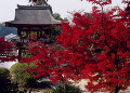 紅葉 長岳寺