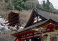 桜　談山神社