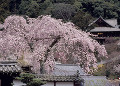 桜　長谷寺