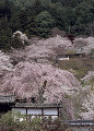 桜　長谷寺