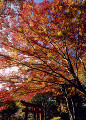 鳥見山公園の紅葉