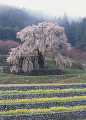 本郷の瀧桜