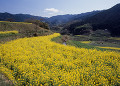 ナノハナ　明日香村