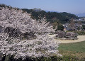 桜　明日香村石舞台古墳