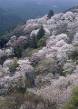 桜　吉野山