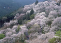 桜　吉野山