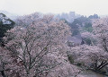 桜　吉野山