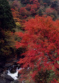 紅葉　川原樋川