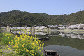 菜の花と錦帯橋