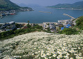 因島の除虫菊畑