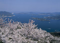 芸予諸島と桜
