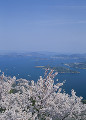 芸予諸島と桜