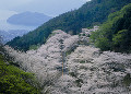 野呂山と桜