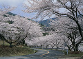 さざなみスカイラインの桜