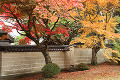 根香寺  樹木の紅葉