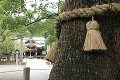 大麻比古神社  ご神木