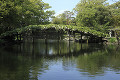 天赦園 白藤太鼓橋