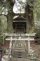 桑の川地主神社 鳥居杉