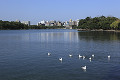 大濠公園の池と鳥