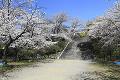 西公園  桜