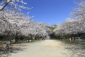 西公園  桜