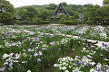 宮地嶽神社  江戸菖蒲苑