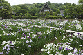 宮地嶽神社  江戸菖蒲苑