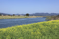 筑後川河畔の菜の花